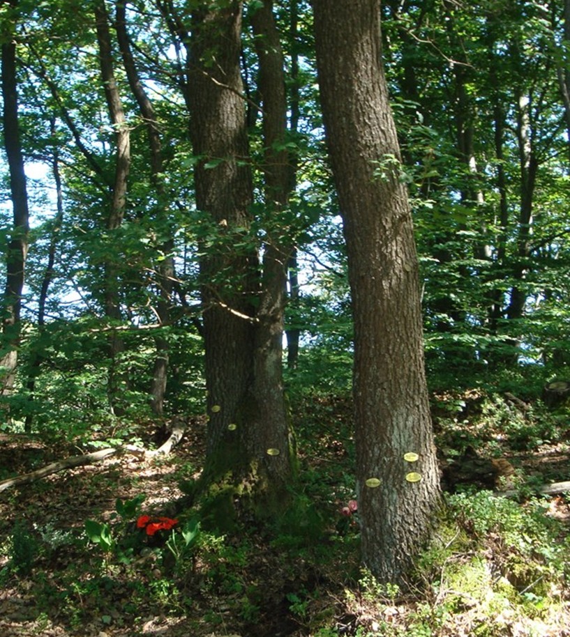 Waldbestattung - Schweiz