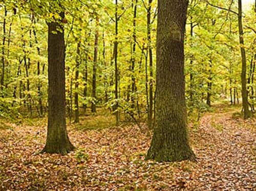 Waldfriedhof Seelendorf