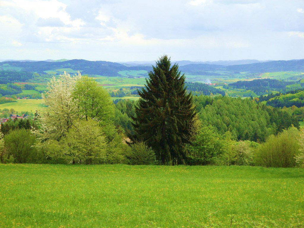 Streuwiese-Böhmerwald